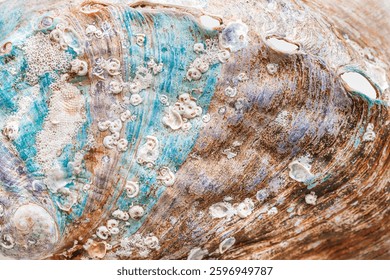 Aesthetic texture seashell, macro trend photo, beauty nature abstract background, close up colored surface of shell mollusk , top view scenery, oceanic beauty and organic details, natural patterns