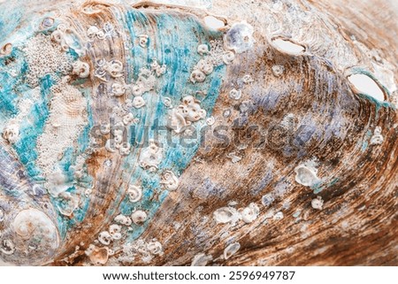 Aesthetic texture seashell, macro trend photo, beauty nature abstract background, close up colored surface of shell mollusk , top view scenery, oceanic beauty and organic details, natural patterns