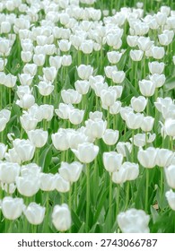Un denso campo tulipanes