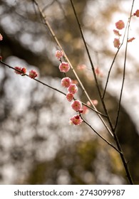 Una sola rama flores