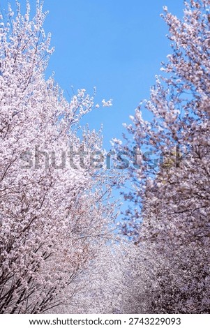 Aesthetic Wallpapers for iPhone, Android, iPads 