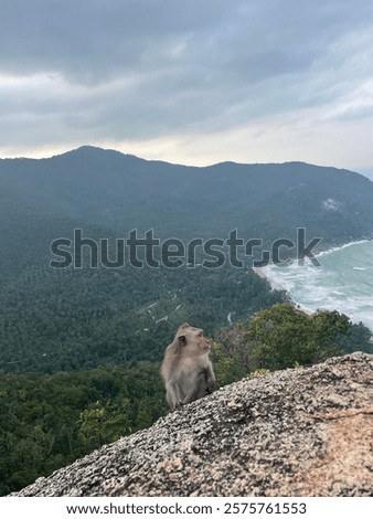 Affe auf Ko Pa-Ngan viewpoint
