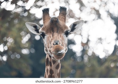 affe looking at camera with a funny expression cleaning its nose.