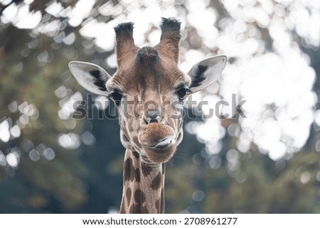 affe looking at camera with a funny expression cleaning its nose.