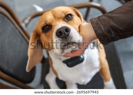 Affectionate Beagle Getting a Cheek Rub