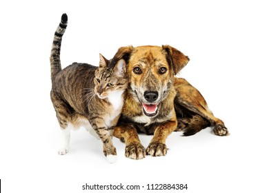 Affectionate Cat Pressing Up Against A Friendly Happy Dog To Snuggle. Isolated On White. 