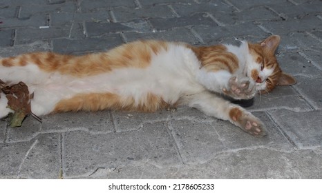 affectionate loving soft fluffy stray cat posing for camera - Shutterstock ID 2178605233