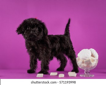 Affenpinscher