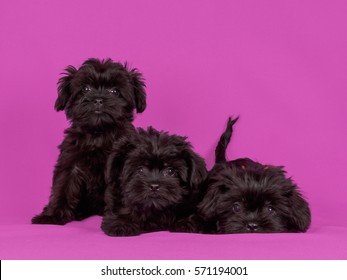 Affenpinscher