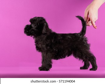 Affenpinscher