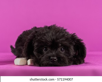 Affenpinscher