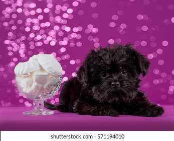 Affenpinscher