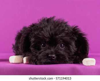 Affenpinscher