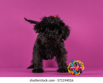 Affenpinscher