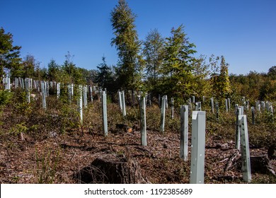 Afforestation Forest Stock Photo 1192385689 | Shutterstock