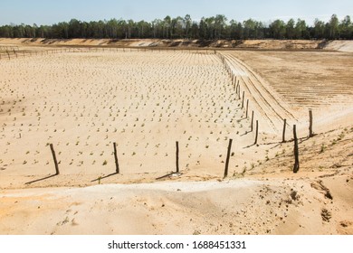 forestación de la antigua mina de arena, plantada con plantones de pino