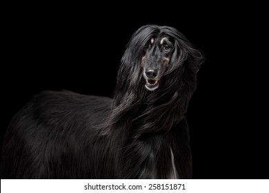 Afgan Hound On The Black Background