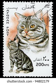 AFGHAN - CIRCA 1996: A stamp printed in Afghan shows American Shorthair, circa 1996
