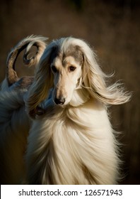 Afghan Dog