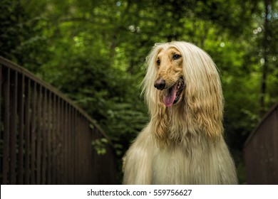 Afghan Dog 