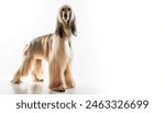 Afghan dog - Canis lupus familiaris - is a hound distinguished by its thick, fine, silky coat, and a tail with a ring curl at the end. isolated on white background