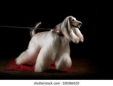 Afghan Dog Indoors, Studio Shot