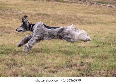 Afghan Greyhound Is Running In Pursuit Of A Mechanical Hare (rabbit)