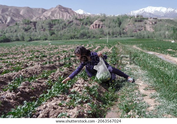 An Afghan Hazara girl\
picks fresh vegetables for the soup that her mother will cook for\
dinner. After school, she helps her family weed the potato fields.\
Bamyan.2019