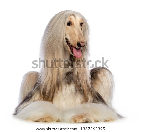 Afghan hound Dog  Isolated  on white Background in studio