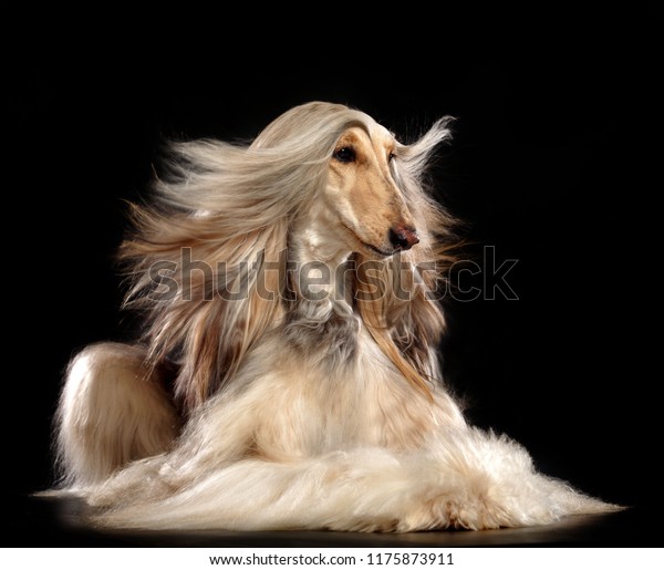 Afghan hound Dog  Isolated  on Black Background\
in studio\
