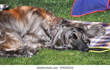 Afghan Hound Dog On Exhibition