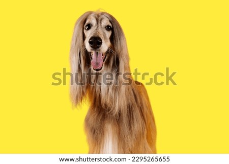 Afghan Hound dog in yellow background
