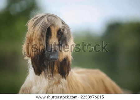 Afghan hound gold with black mask portrait 