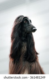 Afghan Hound Head Study Stock Photo 361481249 | Shutterstock