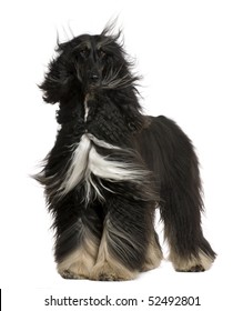 Afghan Hound With His Hair In The Wind, 4 Years Old, Standing In Front Of White Background