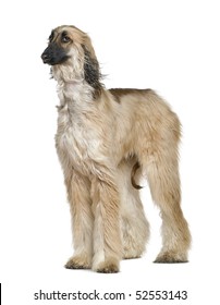 Afghan Hound With His Hair In The Wind, 1 Year Old, In Front Of White Background