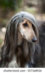 1,948 Portrait Afghan Hound Images, Stock Photos & Vectors | Shutterstock