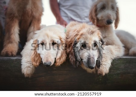 the afghan hound puppy breed dog portrait