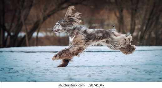 Afghan Hound Running