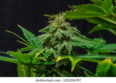 Imagenes Fotos De Stock Y Vectores Sobre Kush Green Shutterstock