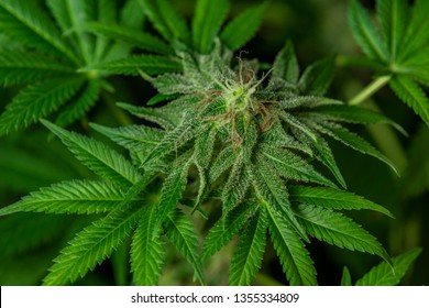 Imagenes Fotos De Stock Y Vectores Sobre Kush Green Shutterstock