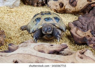 Afghan Tortoise In Captivity In Vivarium