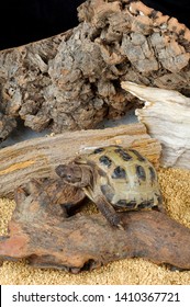 Afghan Tortoise In Captivity In Vivarium