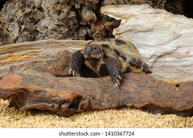 Afghan Tortoise In Captivity In Vivarium