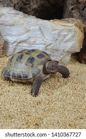 65 Afghan Tortoise Images, Stock Photos & Vectors | Shutterstock