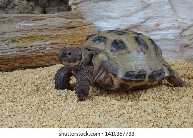 65 Afghan Tortoise Images, Stock Photos & Vectors | Shutterstock