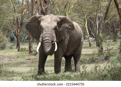 Afican Big Giants. Elephants Can Weigh Up To Six Tonnes.