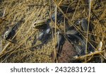 Afican bullfrog tadpole in Namibia
