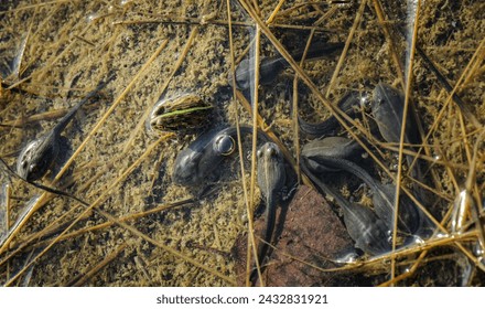 Afican bullfrog tadpole in Namibia
					