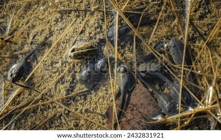 Afican bullfrog tadpole in Namibia
